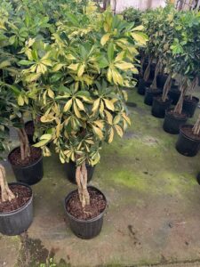 Schefflera arboricola (Umbrella Tree)