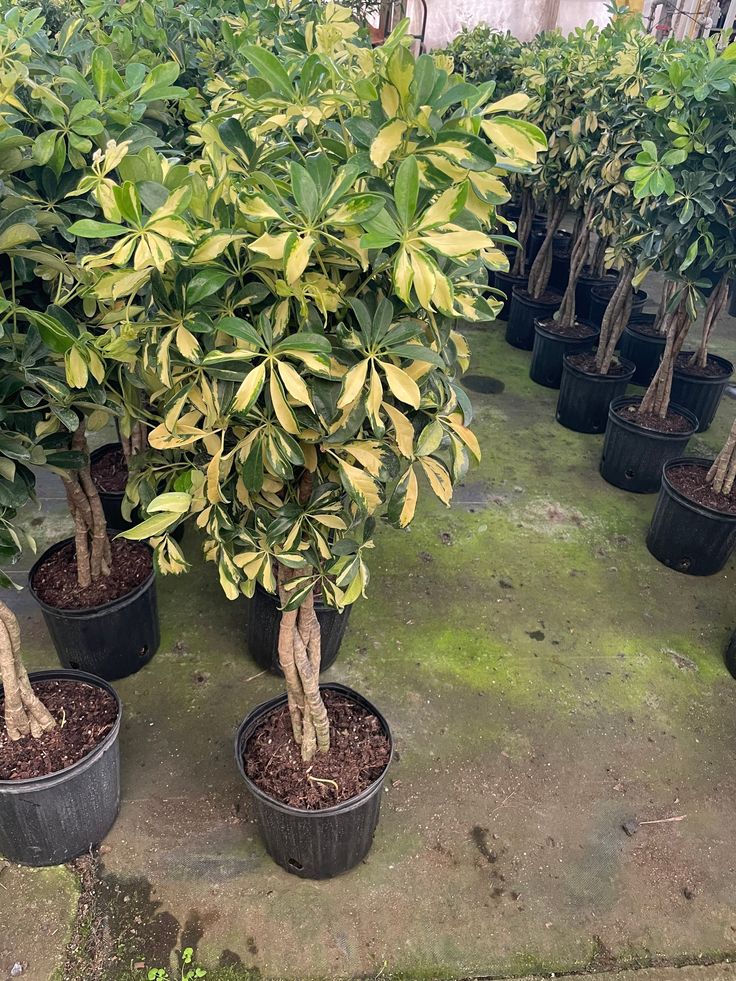 Schefflera arboricola (Umbrella Tree)