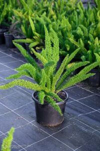 Asparagus Fern