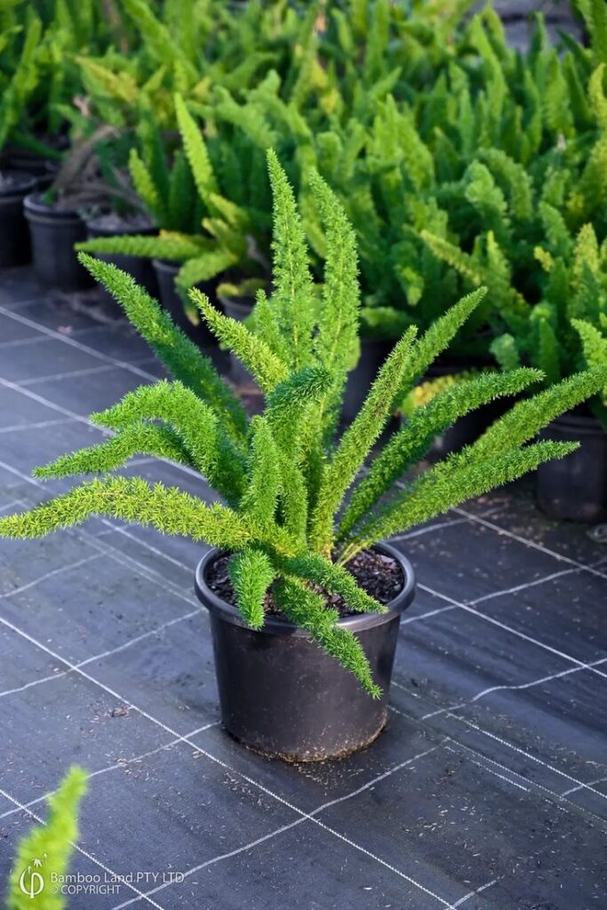 Asparagus Fern