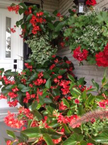 Angel Wing Begonia: The Graceful Beauty of Winged Leaves