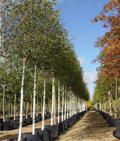 Types of Birch Trees