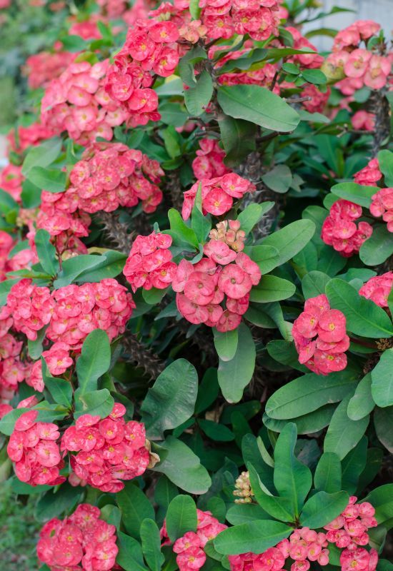 Crown of Thorns (Euphorbia milii): A Complete Guide to Growing and Caring for the Resilient Beauty