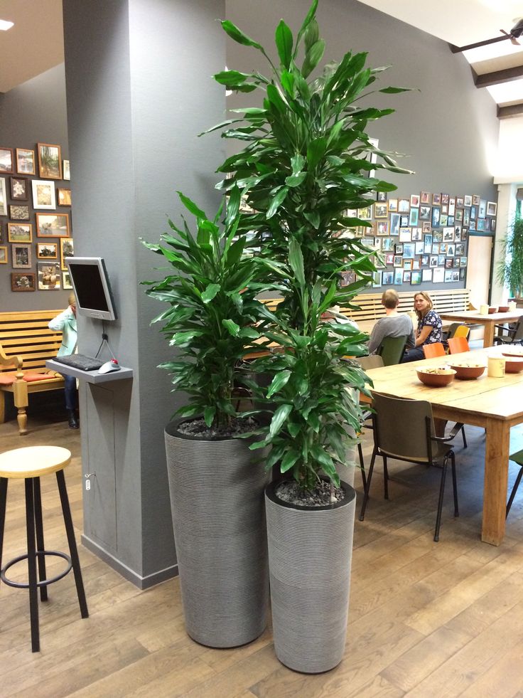 Maintain Dracaena Fragrans