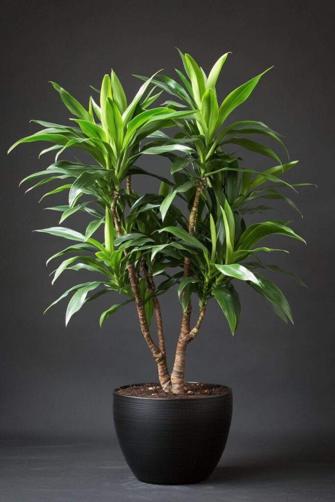 Dracaena: The Timeless Elegance of Indoor Greenery