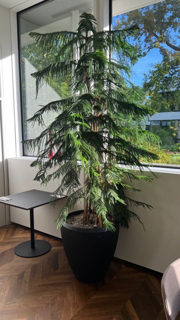 Araucaria Heterophylla Indoors