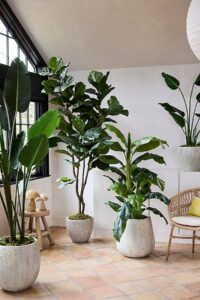 Fiddle Leaf Fig