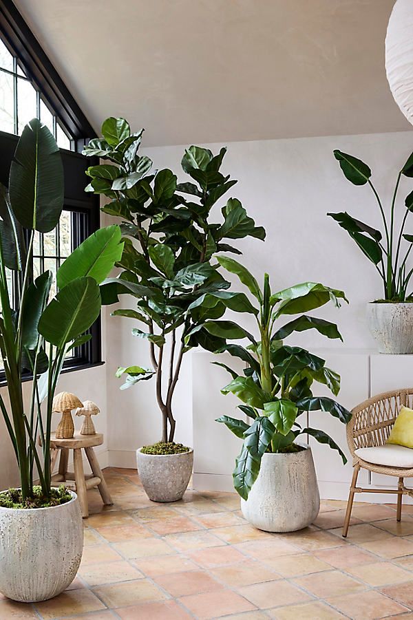 Fiddle Leaf Fig