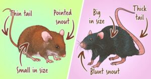 Rat vs Mouse: Understanding the Subtle Differences Between Two Common Rodents