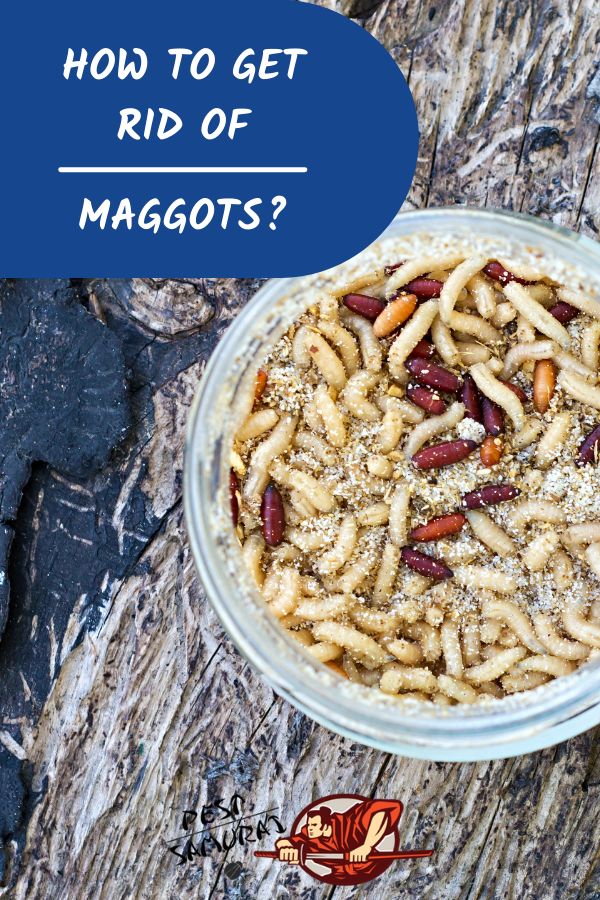 what kills maggots