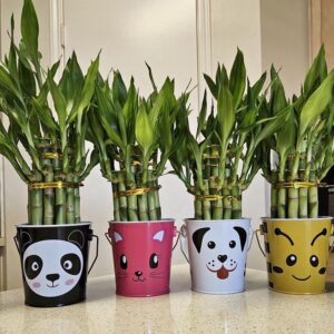 Beauty and Care of Lucky Bamboo