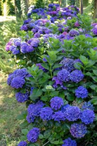 Understanding Hydrangea Care