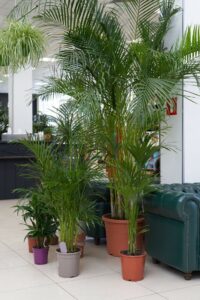 Parlor Palm (Chamaedorea elegans): Complete Care Guide for the Elegant Indoor Palm