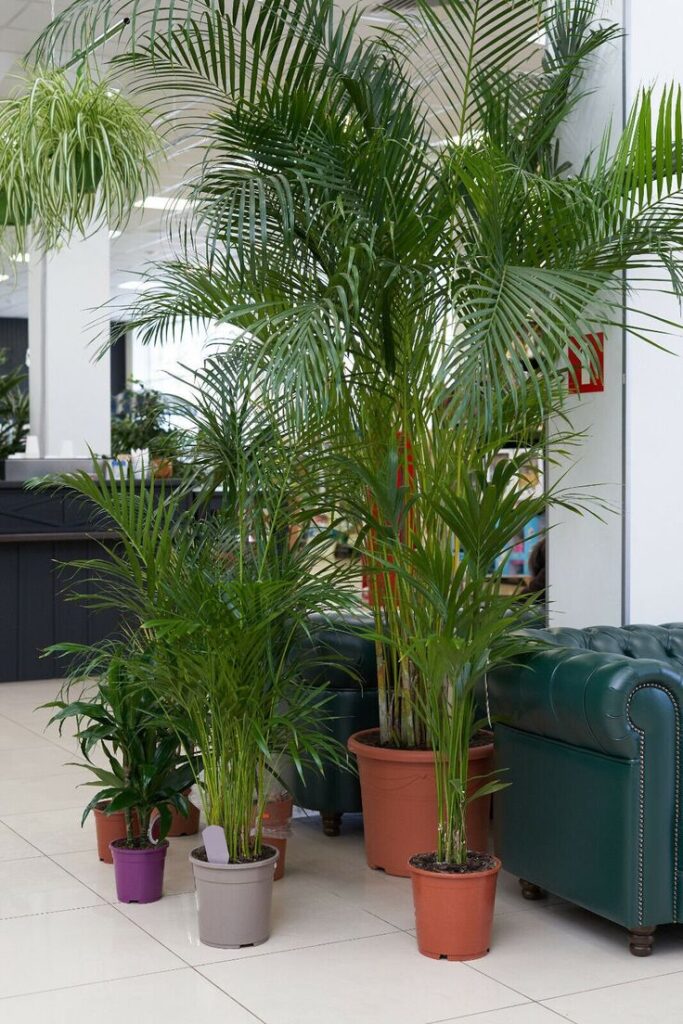 Parlor Palm (Chamaedorea elegans): Complete Care Guide for the Elegant Indoor Palm