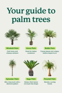 types of palm plants