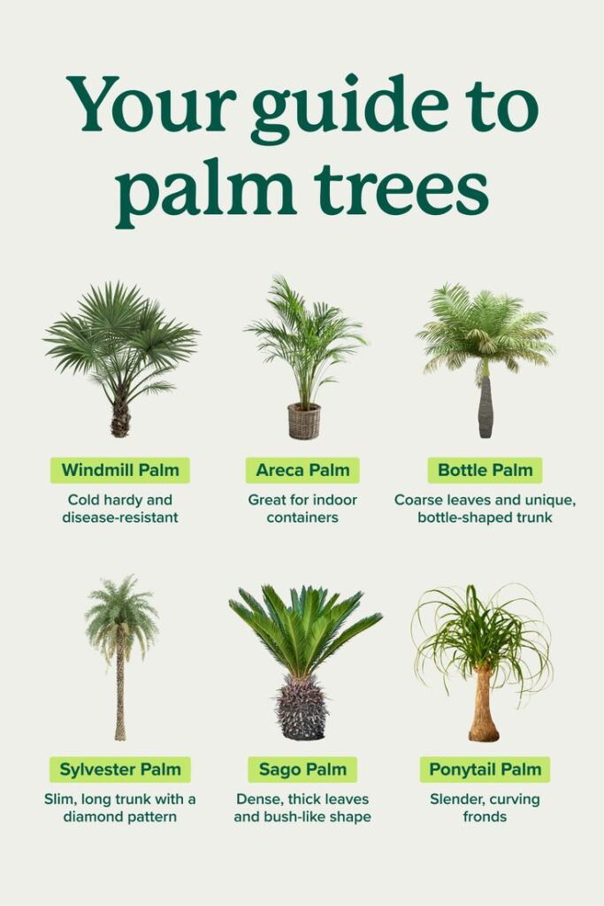 types of palm plants
