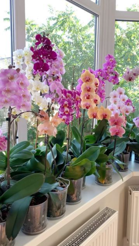 Orchid Care: How to Grow and Nurture Beautiful Indoor Orchid Plants