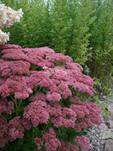 sedum ground cover plants