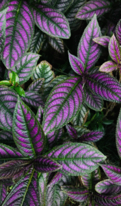 purple plant, purple plants, purple and flowers, purple wildflowers, purple flowered plants, long purple flowers, purple flowers names and pictures, purple flower names, purple flowers names, shrub with purple flowers, purple color flowers pictures, purple flowers, purple blooms, lavender plants, lilac shrubs, wisteria vines, purple perennials, purple garden plants, purple flowering shrubs, purple wild plants, purple flower identification, purple garden flowers, purple climbers, purple trees, purple flower list, purple ornamental plants, purple garden ideas, purple color flowers, purple flower photos, purple flower guide, purple plants UK, purple plants North America