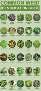 types of weeds