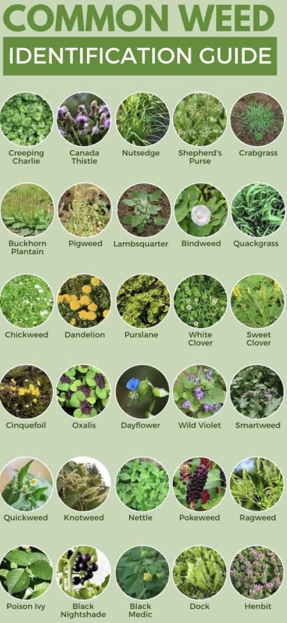 types of weeds