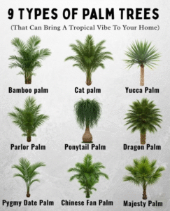 Types of Palm Trees: Exploring Different Palm Tree Varieties and Species