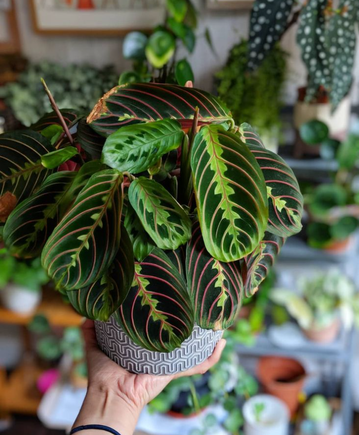 Maranta Leuconeura