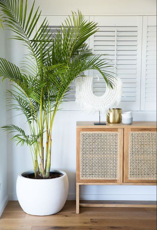 Majesty Palm (Ravenea rivularis)