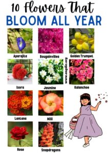 types of flowers, beautiful flowers, flower types, pretty plants, beautiful plants, flowers pictures, most beautiful flowers, cute plants, garden flowers, seasonal flowers, flower garden ideas, flowering plants, ornamental plants, pretty flowers, garden design, sustainable gardening, indoor plants, outdoor plants, garden ideas