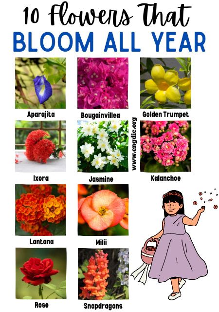 types of flowers, beautiful flowers, flower types, pretty plants, beautiful plants, flowers pictures, most beautiful flowers, cute plants, garden flowers, seasonal flowers, flower garden ideas, flowering plants, ornamental plants, pretty flowers, garden design, sustainable gardening, indoor plants, outdoor plants, garden ideas
