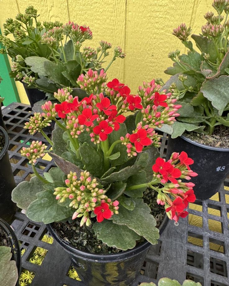 Kalanchoe plant