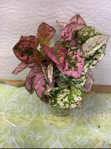 The Fascinating World of the Polka Dot Plant (Hypoestes Phyllostachya)