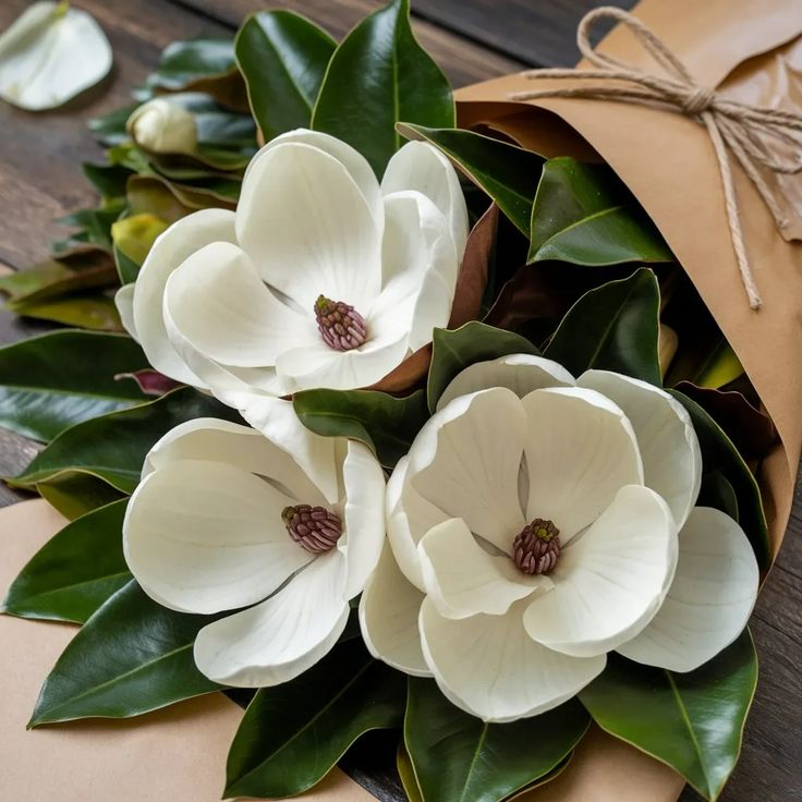 Magnolia Plant Varieties and Species: Exploring the Beauty of Magnolia Trees and Shrubs