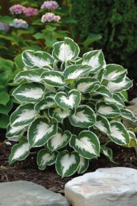 Enduring Role of Hostas Plants
