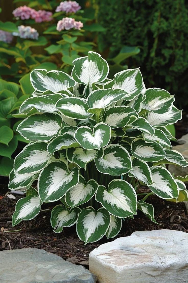 Enduring Role of Hostas Plants