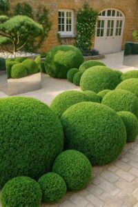 Boxwood Shrubs in the