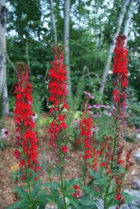 Cardinal Flower Lobelia