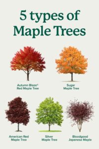 Types of Maple Trees