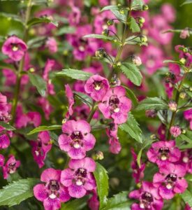 Angelonia: The Summer Snapdragon