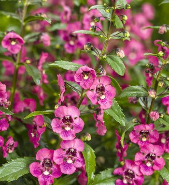 Angelonia: The Summer Snapdragon
