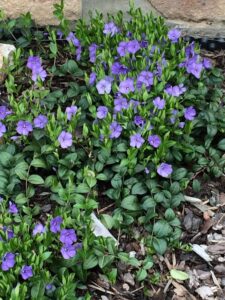 Periwinkle and Vinca Plants in Contemporary Gardens