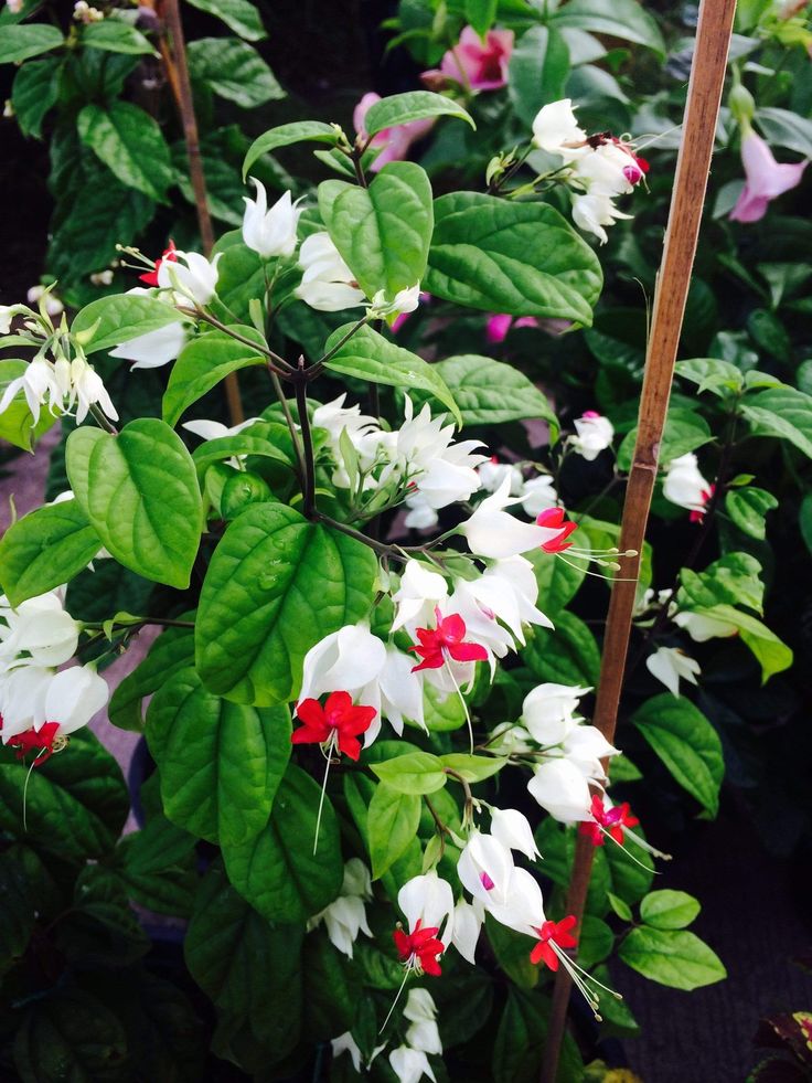 Bleeding Heart Plant: A Spring Favourite With Elegant Blooms and Lasting Charm