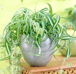 Chlorophytum Spider Plant