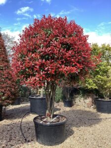Red Tip Photinia