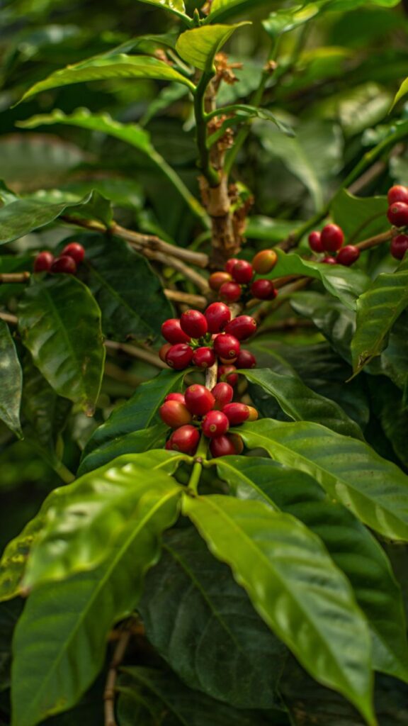 The Coffee Plant: Understanding Coffea Arabica, Growth, and Everyday Care Indoors