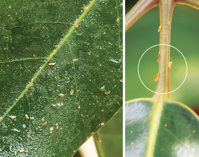 Tiny Bugs in the House