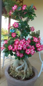Desert Rose plant with pink flowers in bloom Adenium obesum caudex and sculptural trunk close-up Caring for Desert Rose plants indoors near sunny window