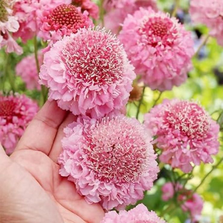 Scabious (Scabiosa) and the Pincushion Flower: A Timeless Garden Favourite