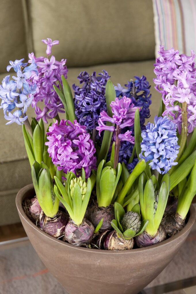Hyacinth Flowers and Their Place in Gardens