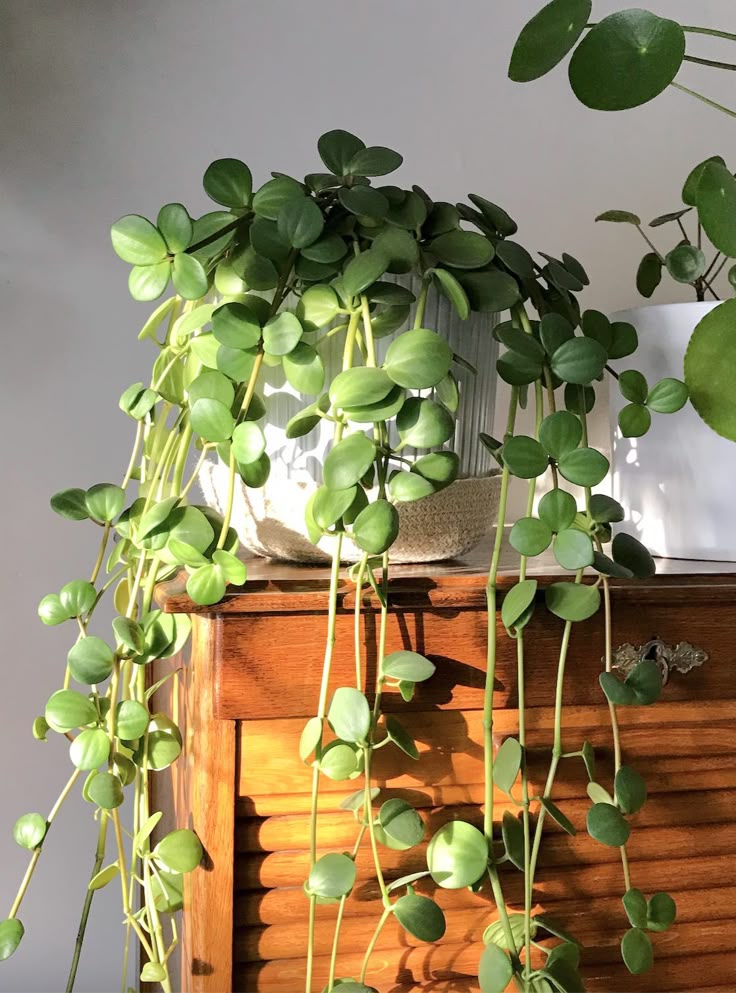 Pilea Peperomioides